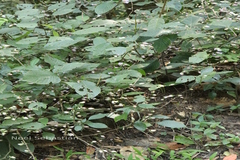 Strobilanthes heyneanus